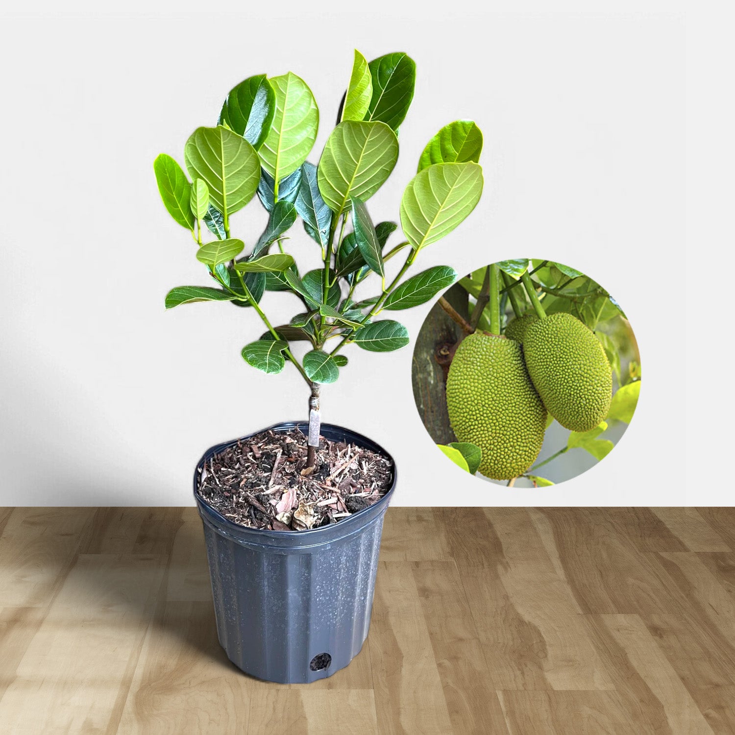 Jackfruit Plant