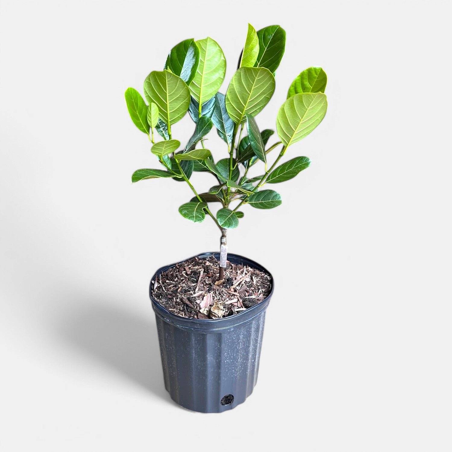 Jackfruit Plant