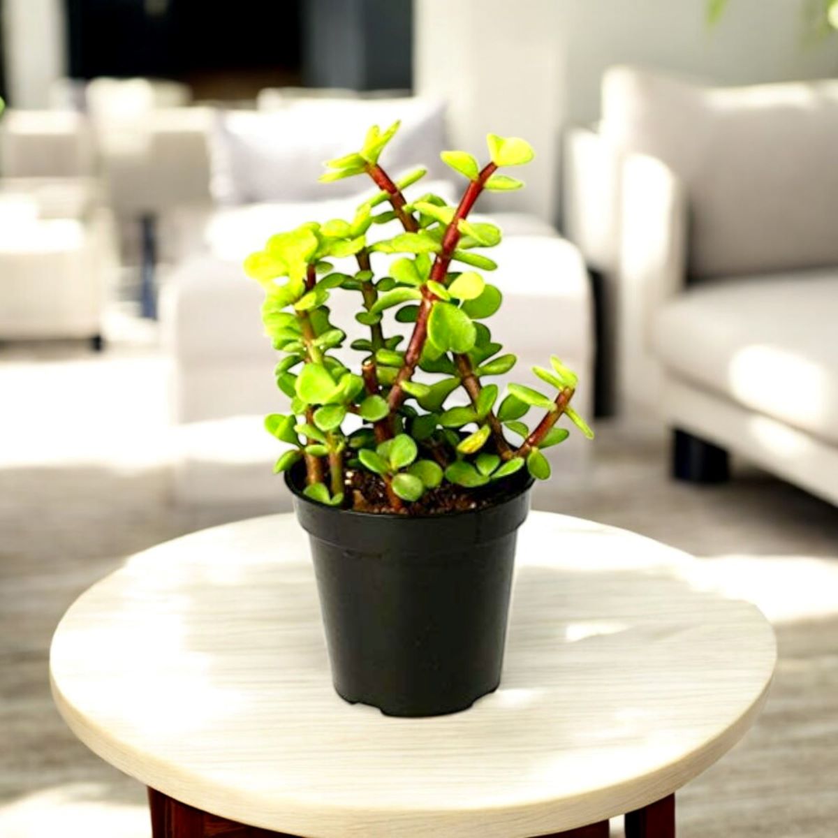 Jade Plant