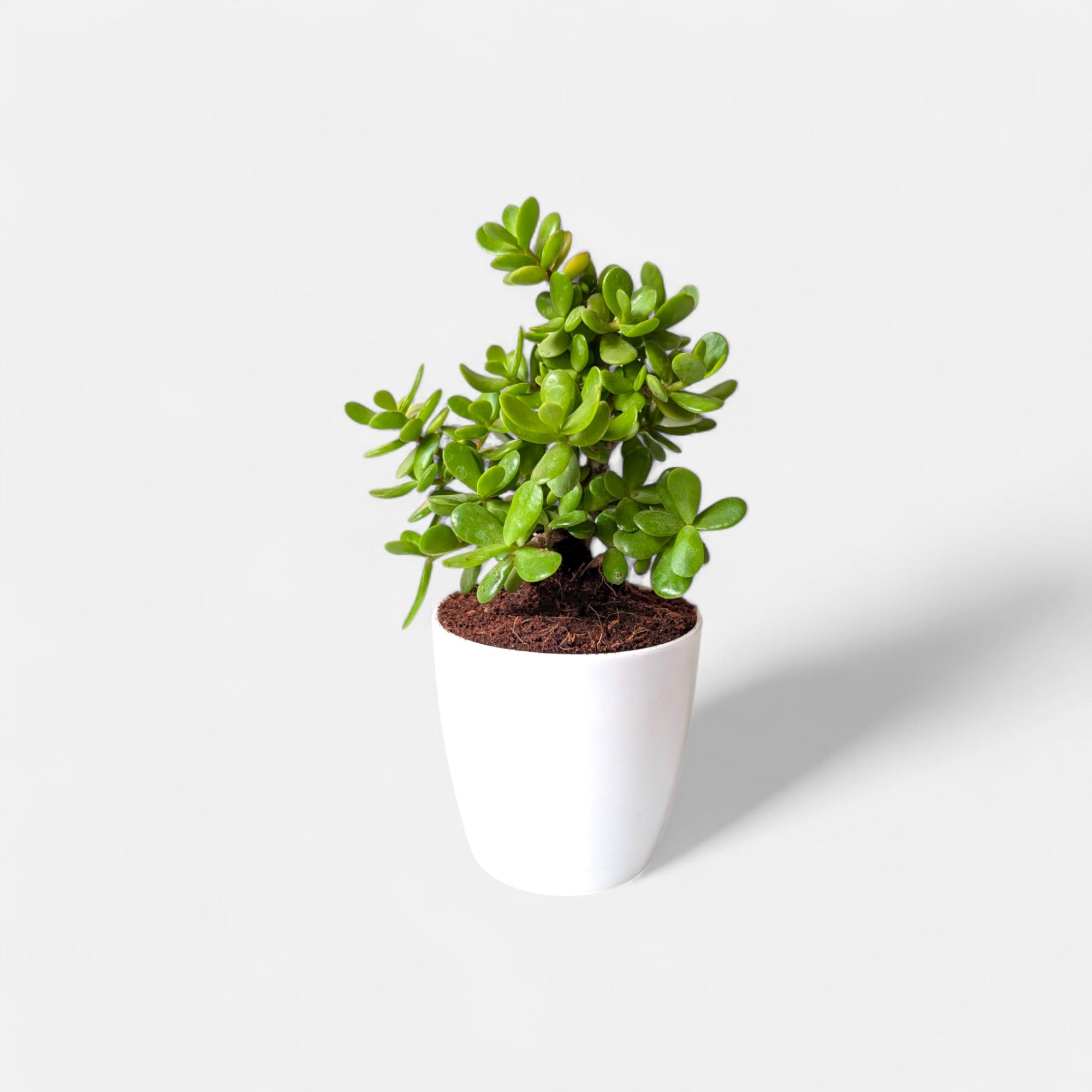 Jade Plant