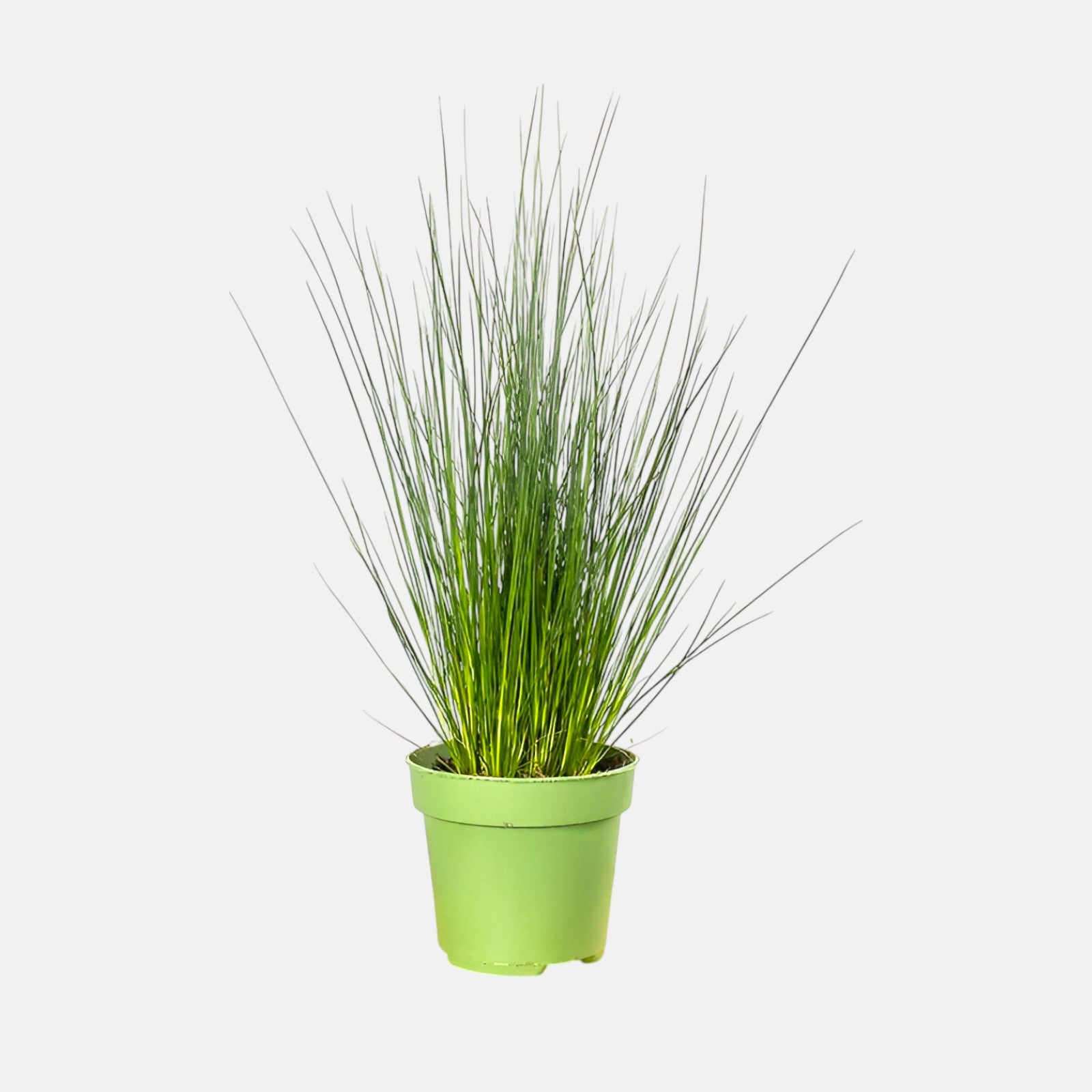 Pencil Grass - Soft Rush (Juncus effusus) Plant - 2 feet