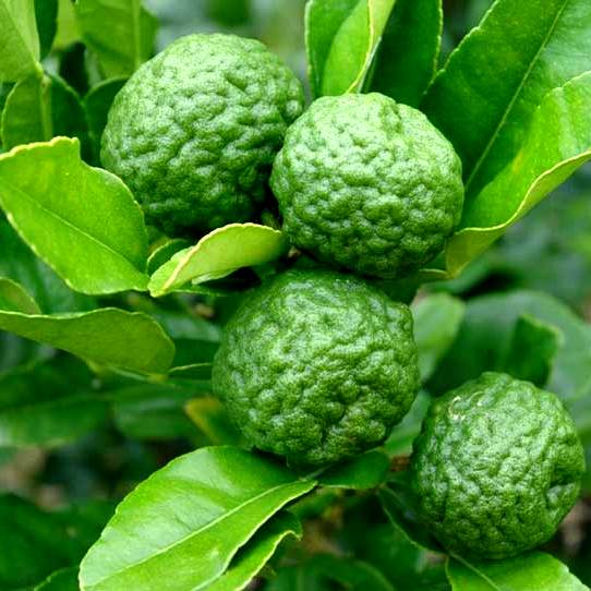 kaffir lime plant