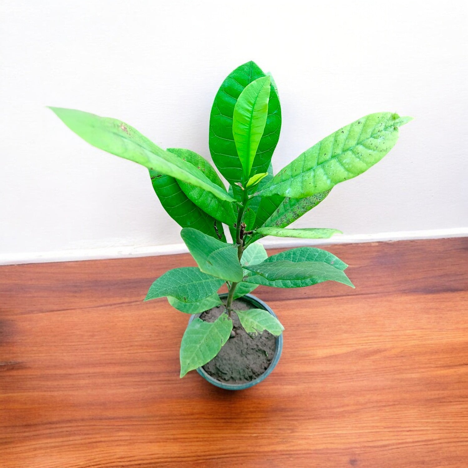 kaju plant