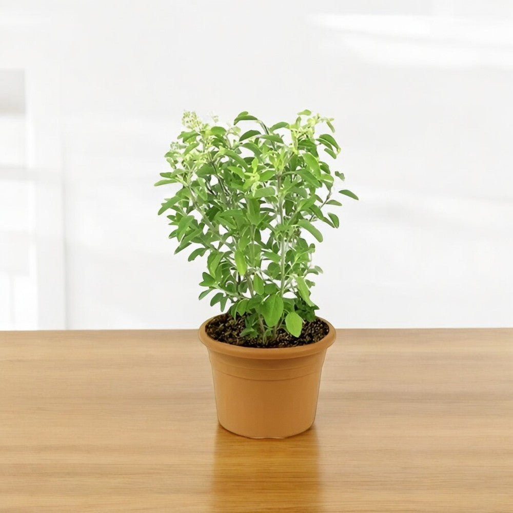 tulsi plant air purifier Buy Kapoor Tulsi Plant online at best price