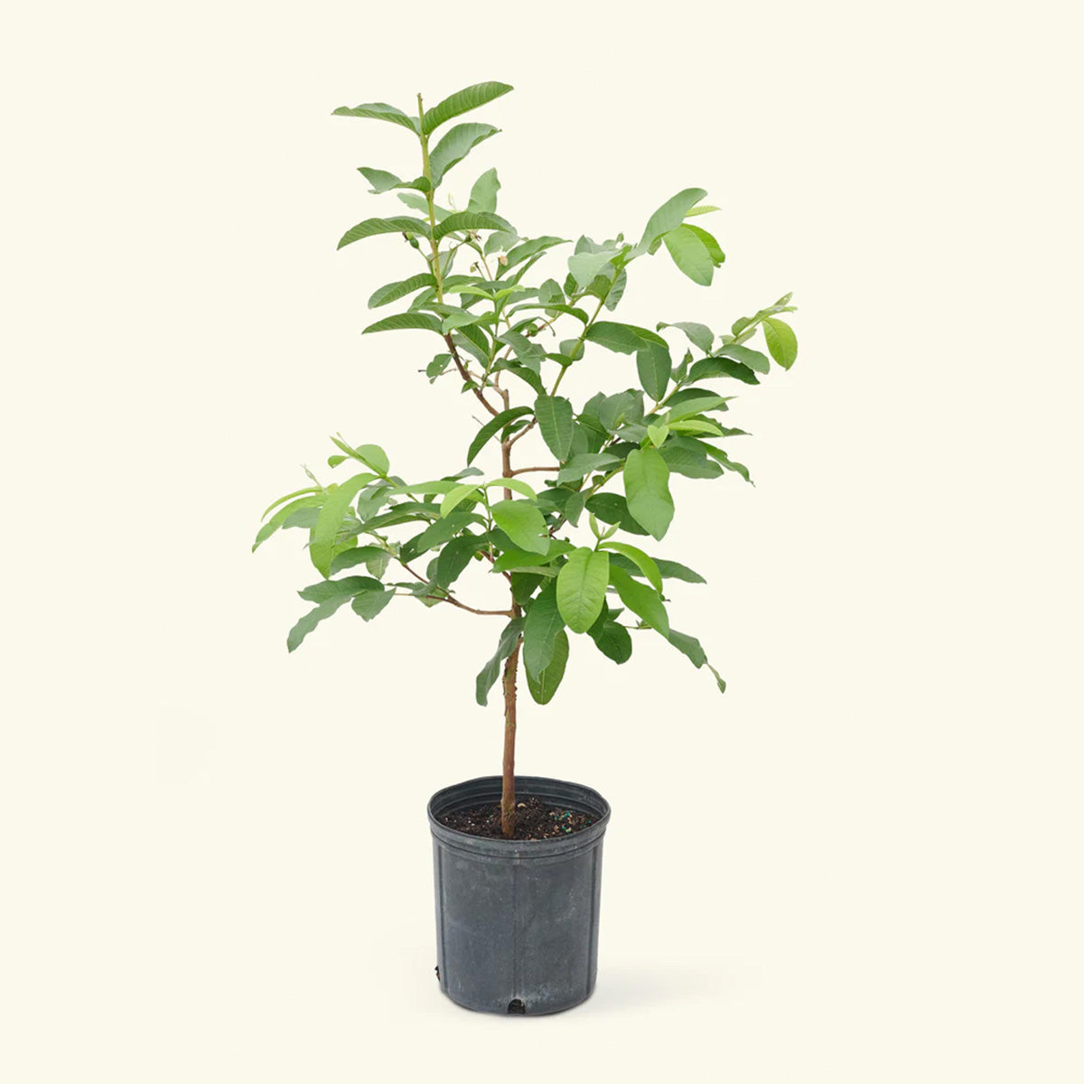 Guava Lalit Plant (grafted)