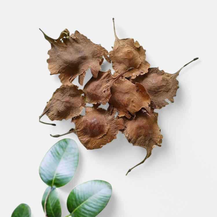 Sandalwood Red Seeds, Lal Chandan