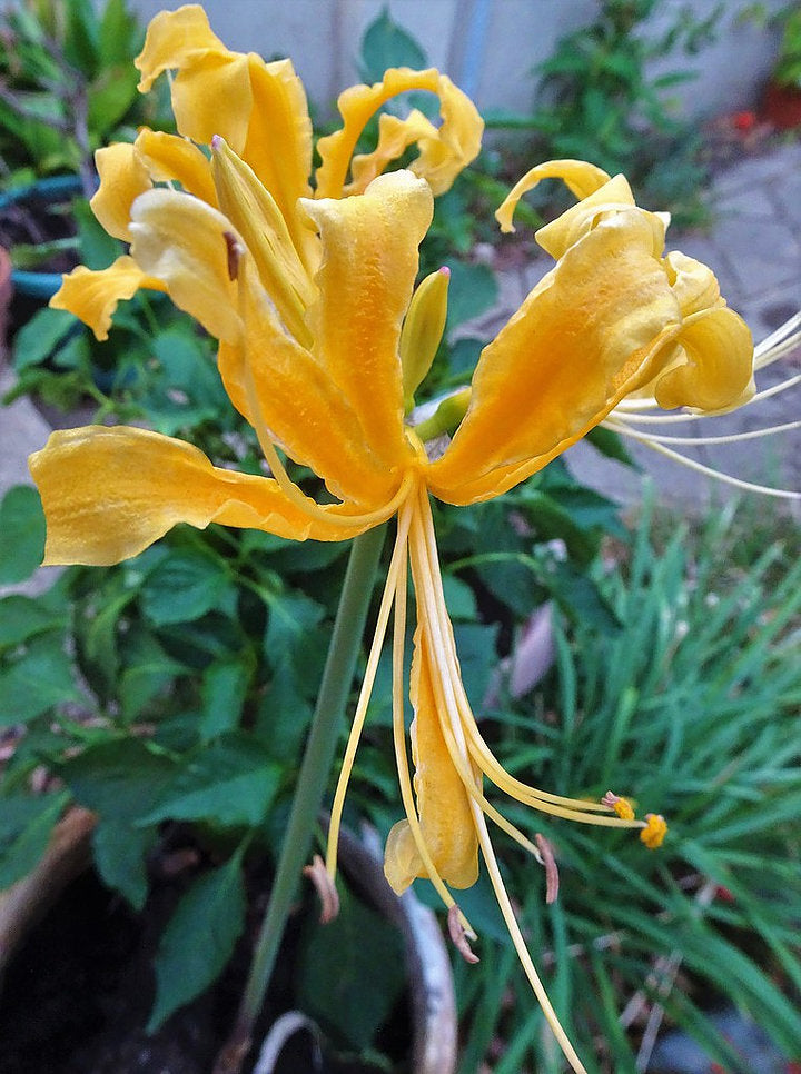 yellow spider lily bulbs Buy Lycoris, Golden Spider Lily (Yellow, Pack of 5 Bulbs) online at best price