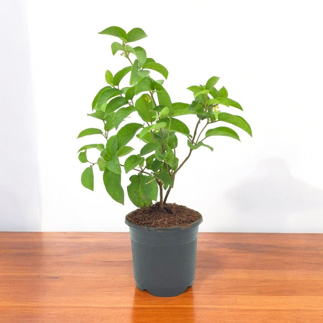 gudmar plant seeds Buy madhunashini plant