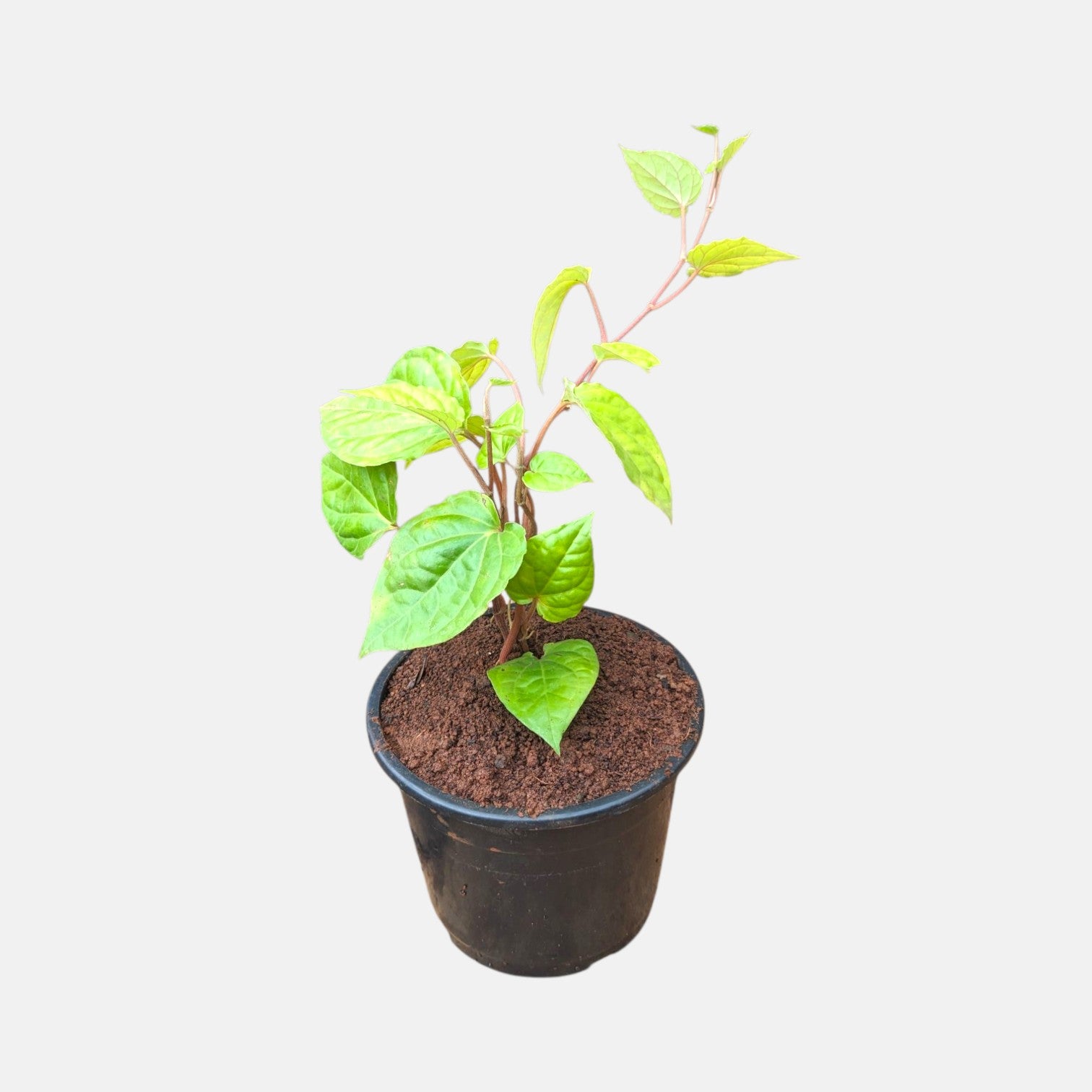 Maghai Paan Plant - Betel leaf Plant