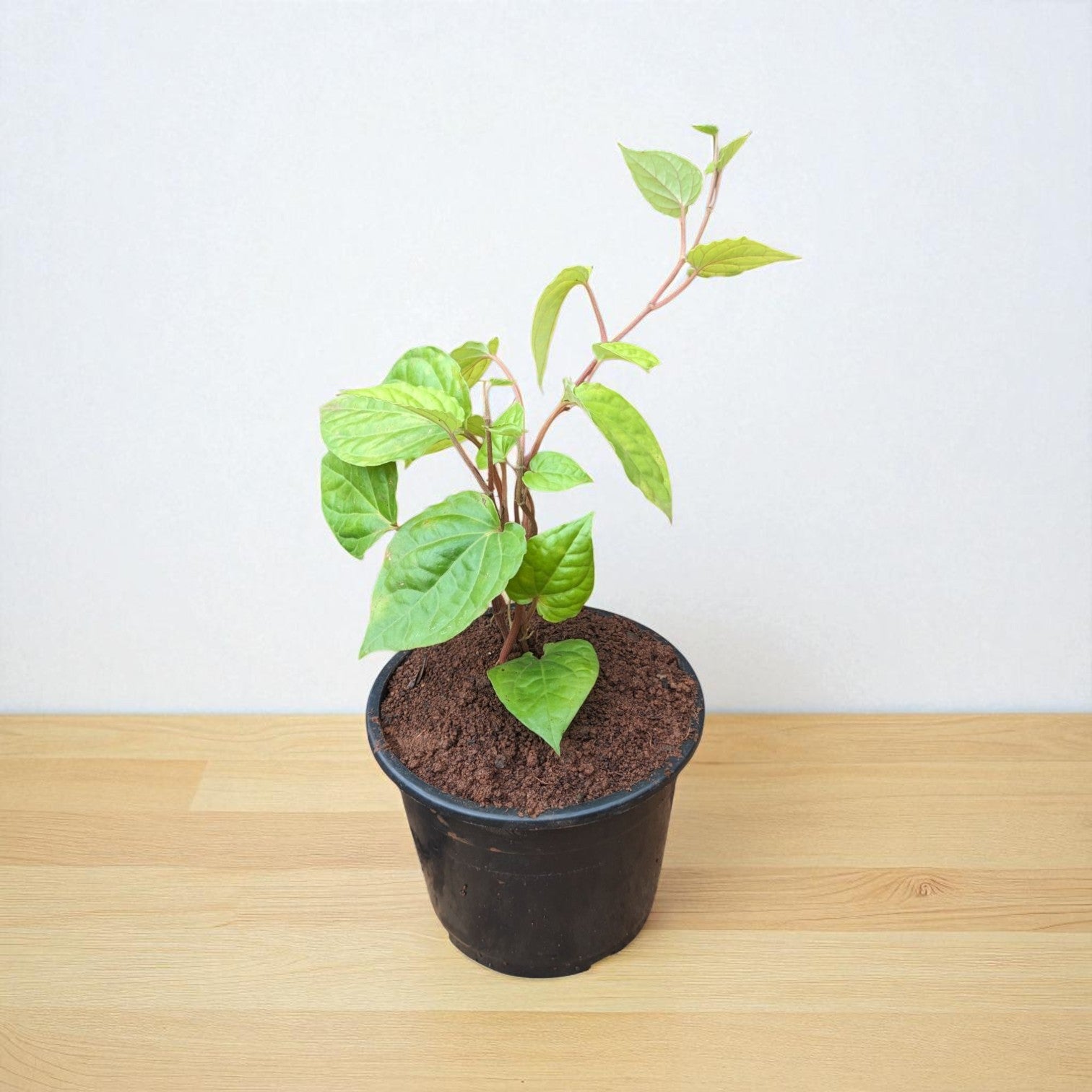 indoor betel leaf plant Buy Maghai Paan Plant