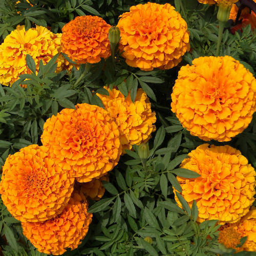 Marigold Cracker Jack Seeds - omaxe seeds