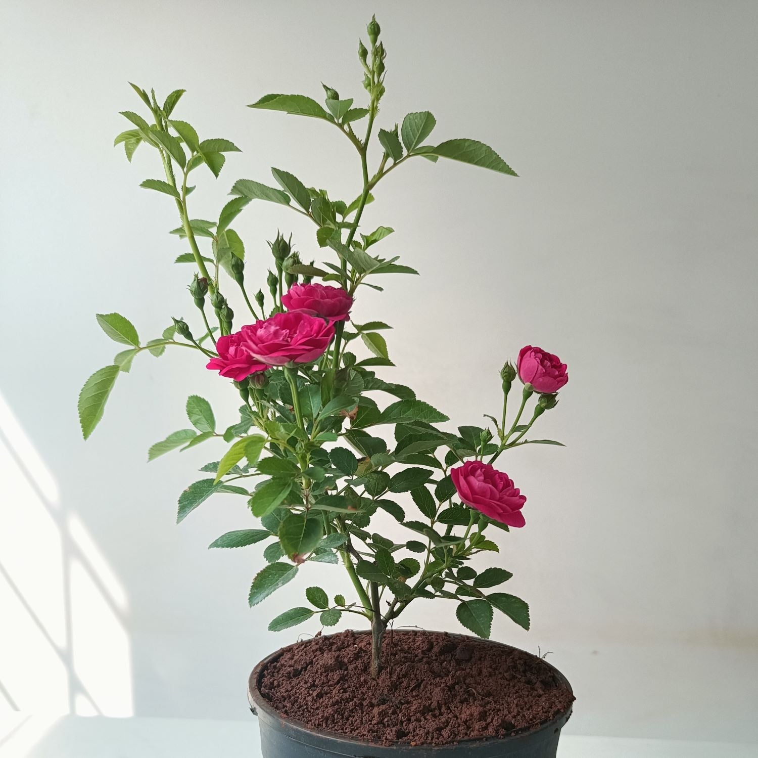 Rose Miniature Pink Plant in 6" Inch Pot