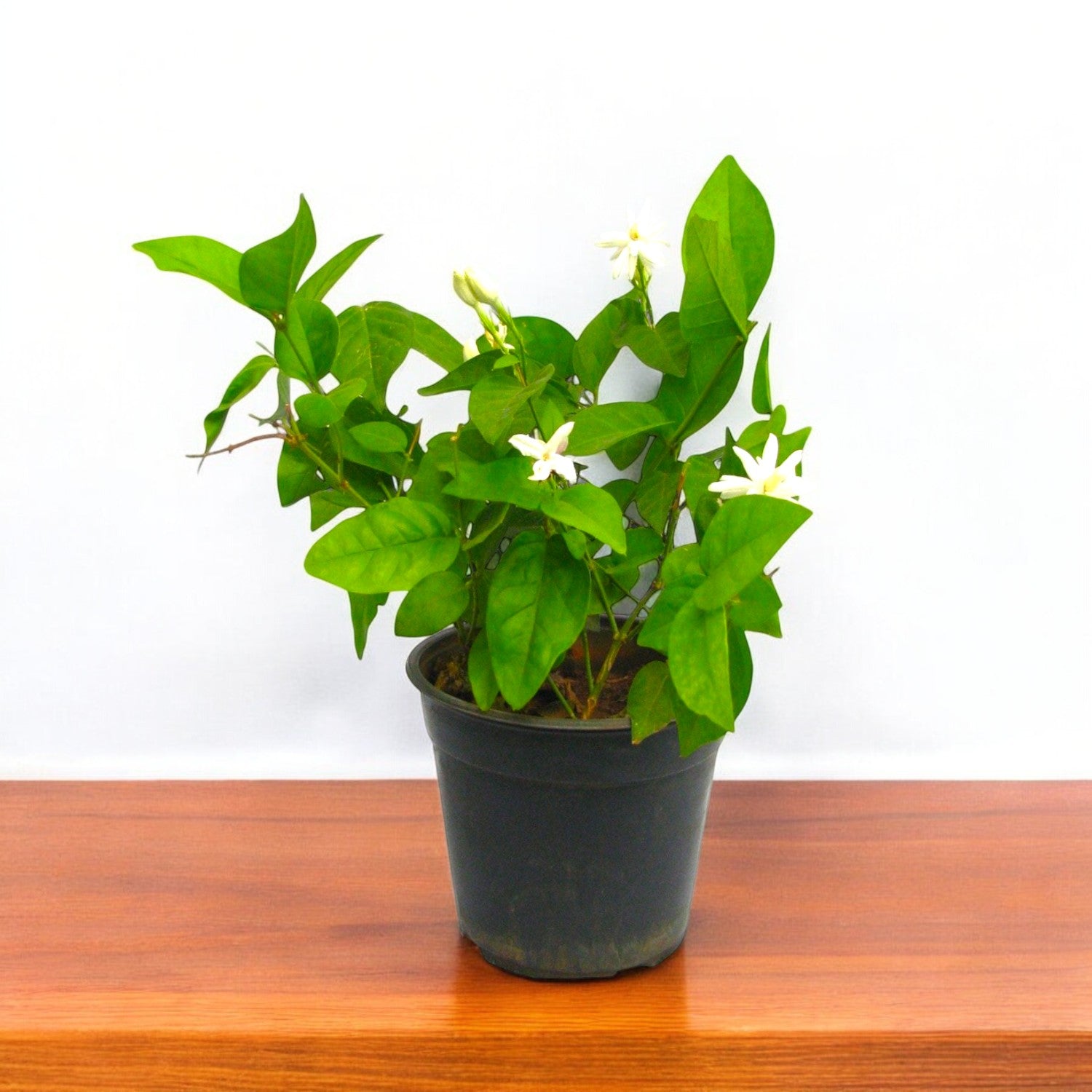 Mogra Star Plant in 5" Inch Pot | Annual Flower Outdoor Plant