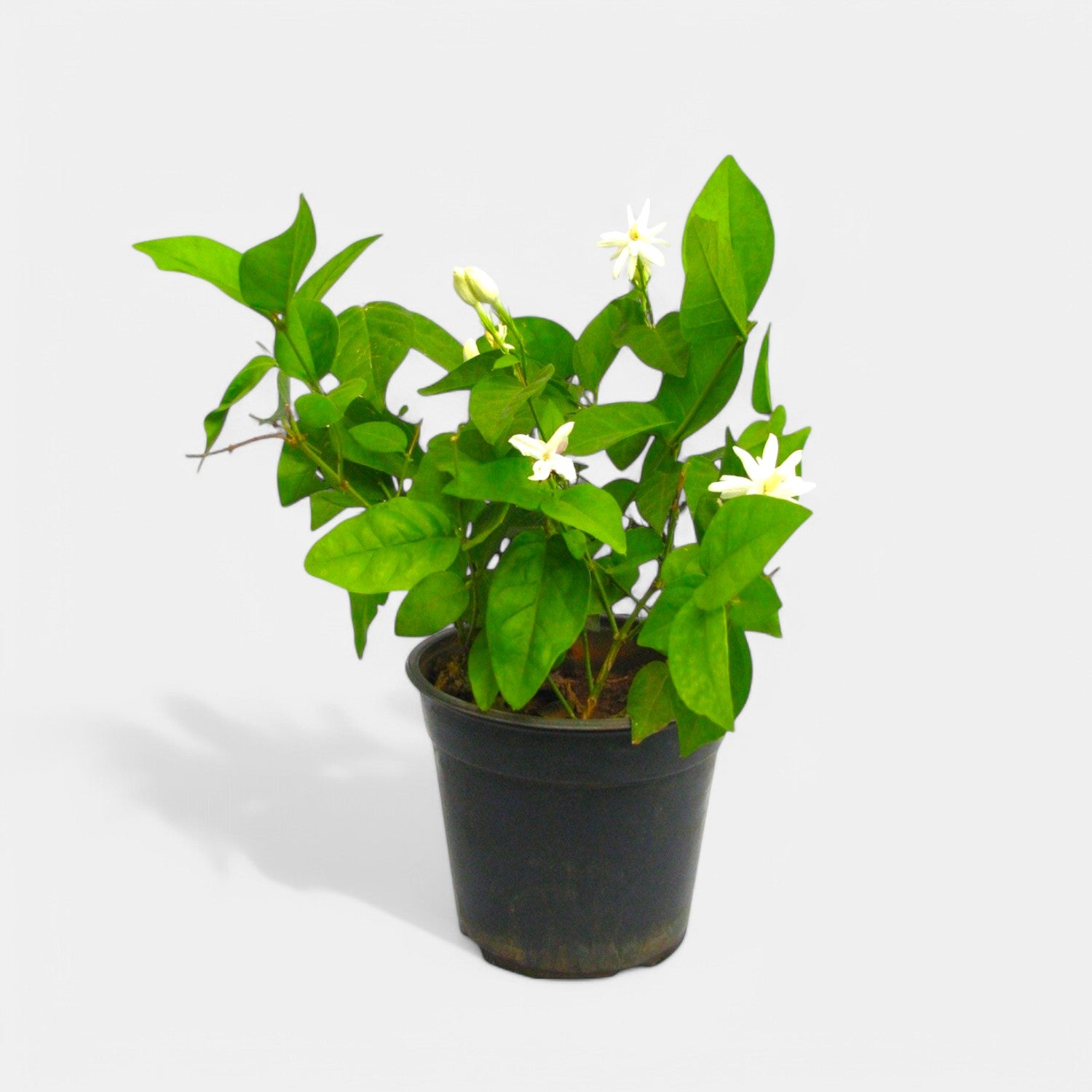 Mogra Star Plant in 5" Inch Pot | Annual Flower Outdoor Plant