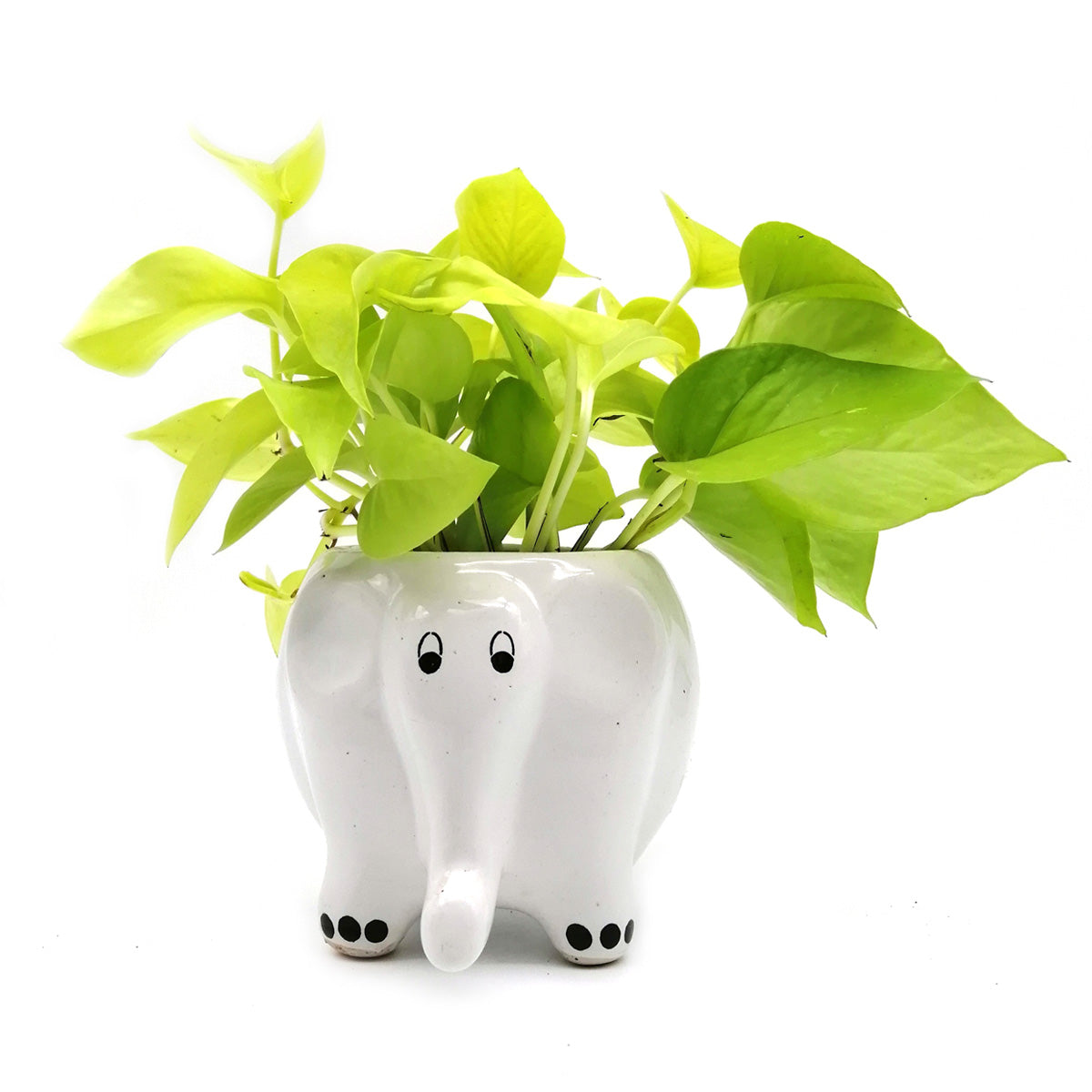 elephant money plant Buy Money Plant in White Elephant Ceramic Pot online at best price