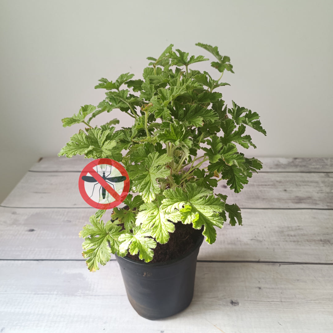 Odomos Plant