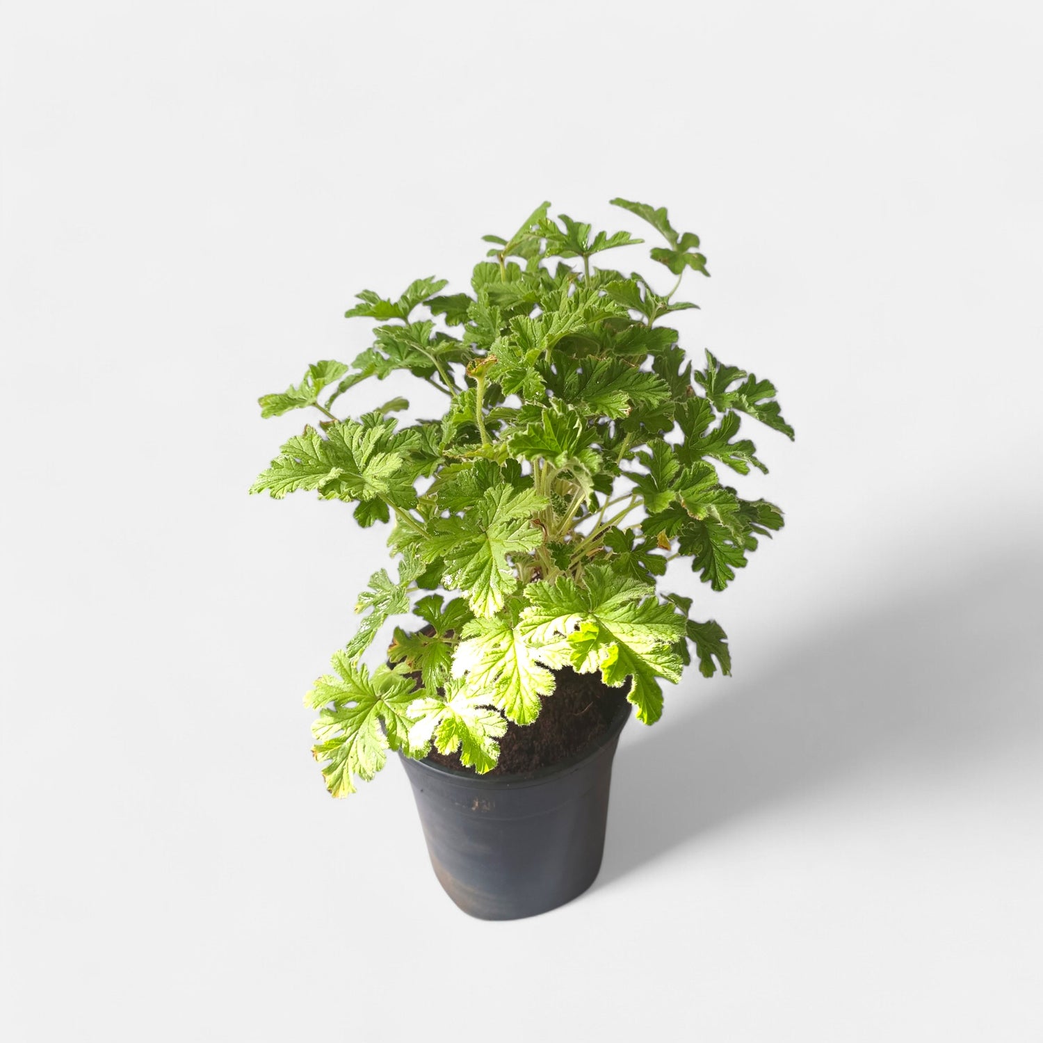 Odomos Plant - Medicinal Geranium