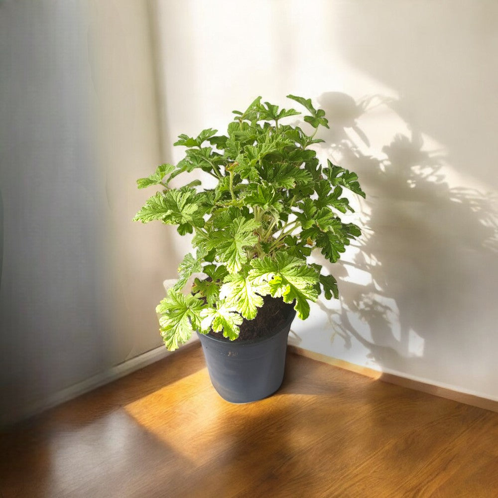 Odomos Plant