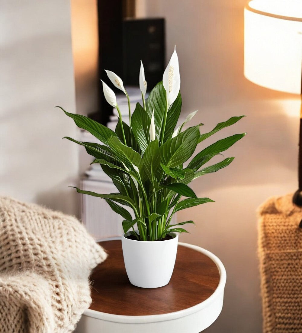 peace lily desk Buy Peace Lily Plant online at best price