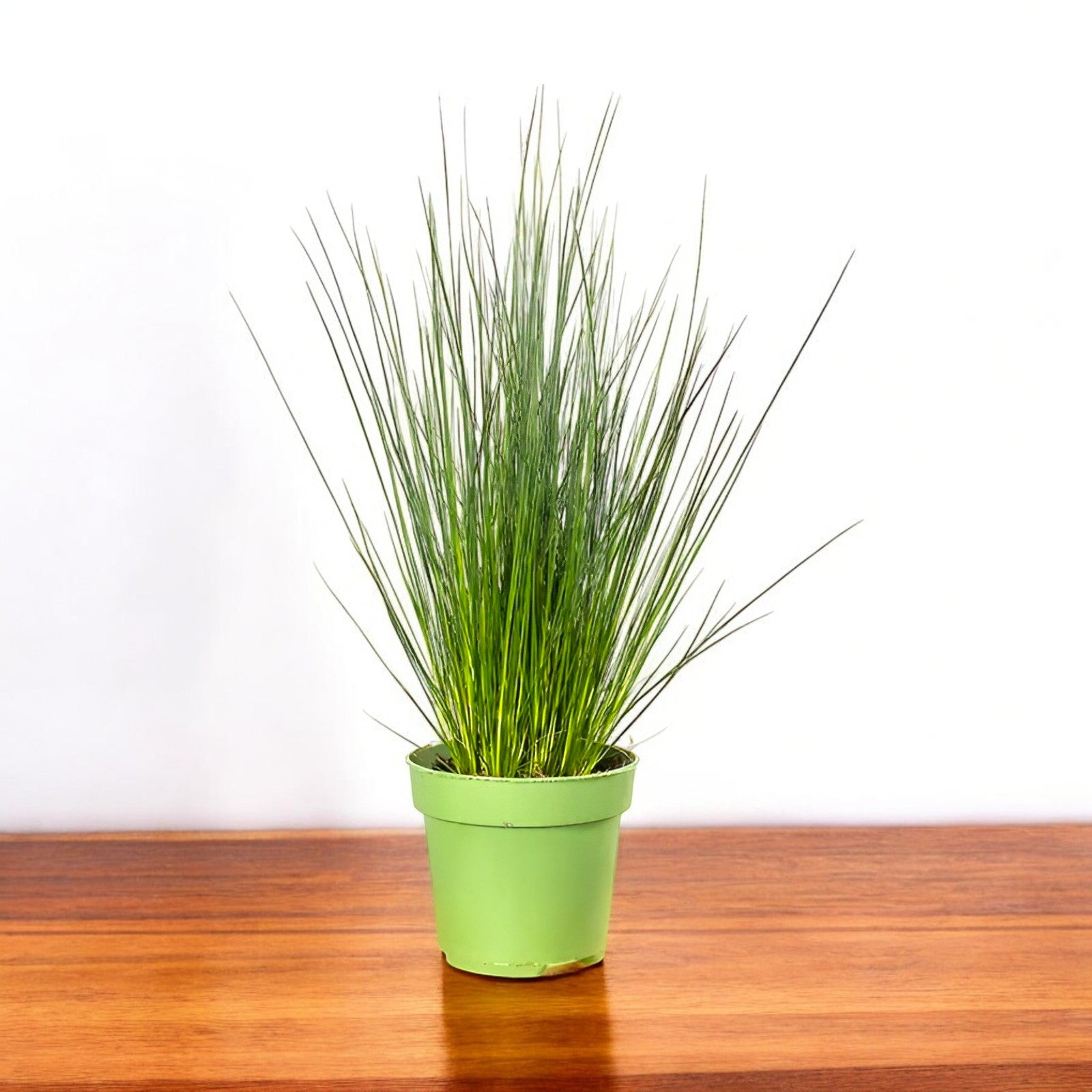 Pencil Grass - Soft Rush (Juncus effusus) Plant - 2 feet