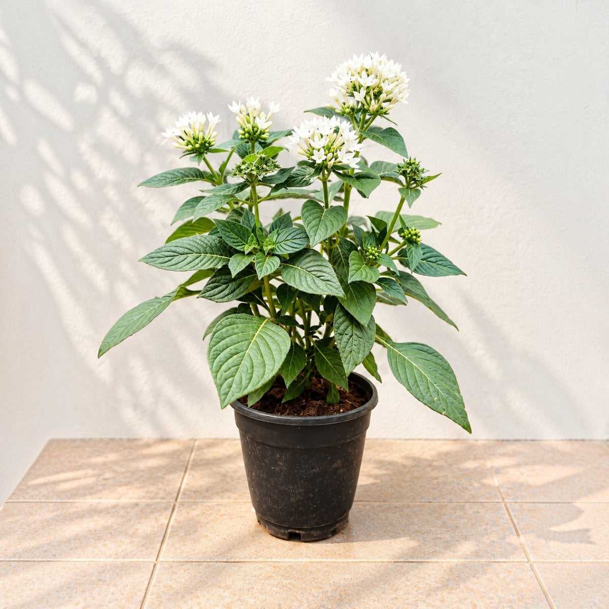 Pentas White Plant - 5" Inch Pot Included