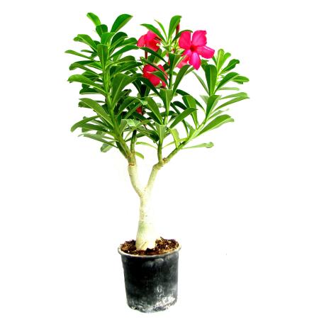 Adenium Plant Pink (Grafted) - Adenium obesum, Desert Rose Plant