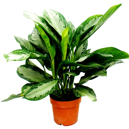aglaonema green plant Buy Aglaonema Green Plant online at best price