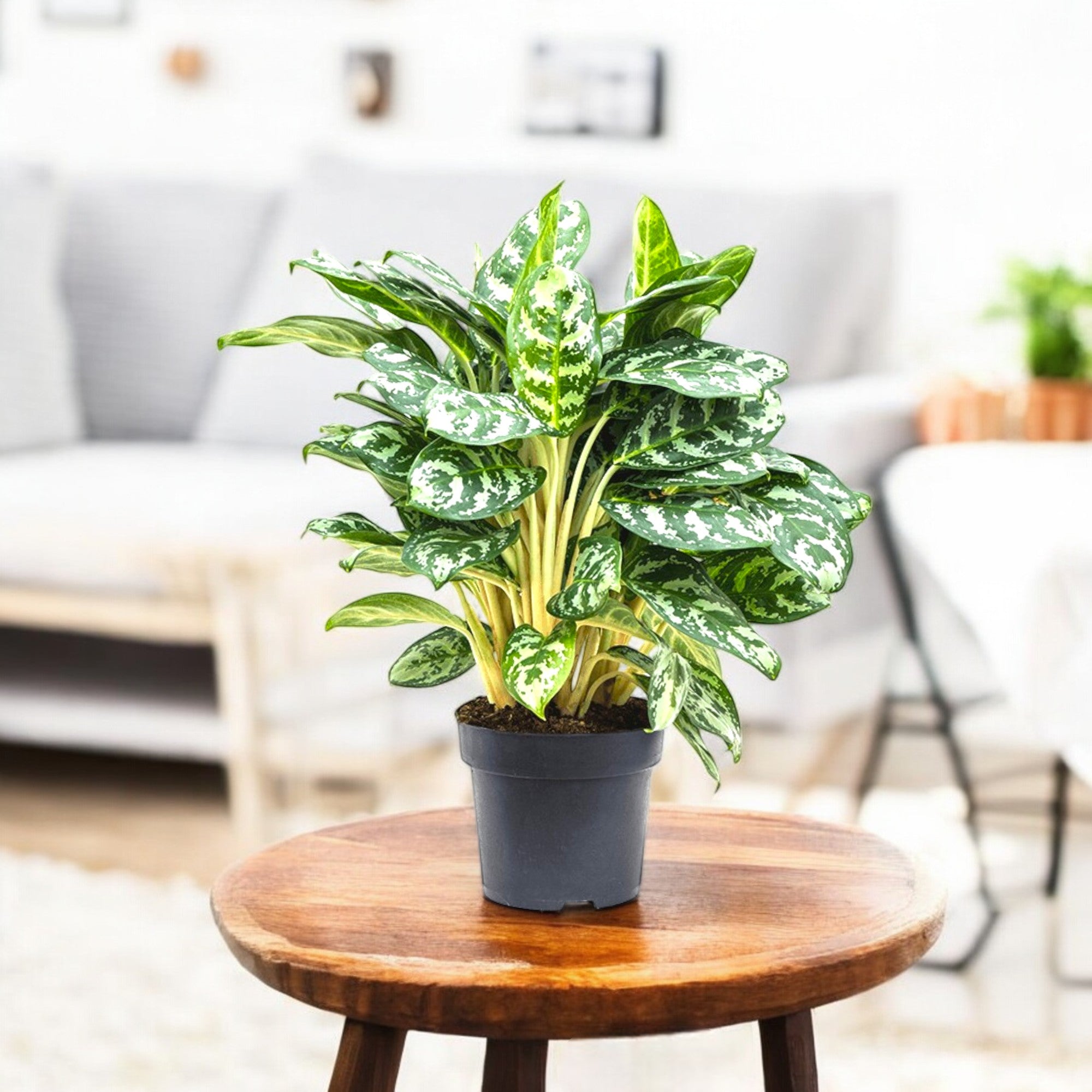 Aglaonema White Mix Plant - Aglaonema Maria