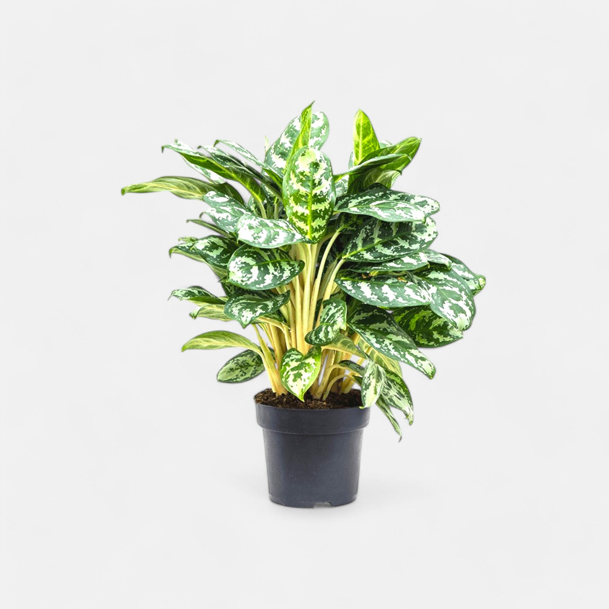 Aglaonema White Mix Plant - Aglaonema Maria