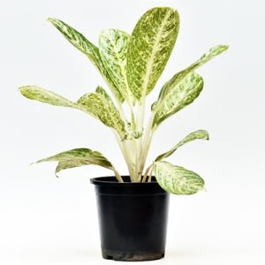 aglaonema dust allergy Buy Aglaonema White Dust Plant online at best price