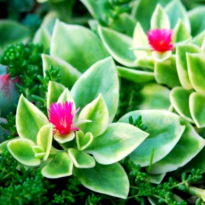 sun rose succulent Buy Aptenia Cordifolia Variegata