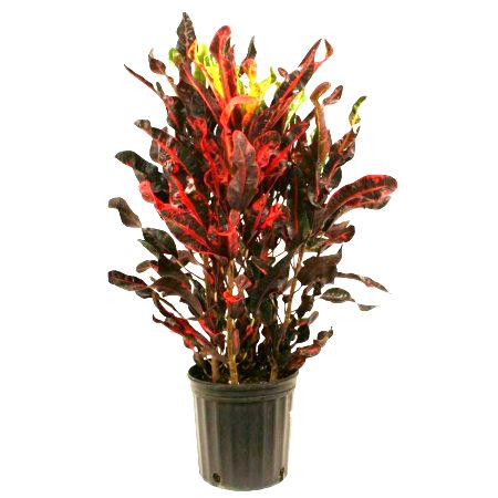 mammy croton fertilizer Buy Croton Mammy Plant online at best price