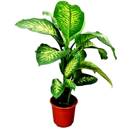 dieffenbachia dripping water Buy Dieffenbachia Long Plant online at best price