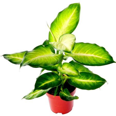 dieffenbachia maculata benefits Buy Dieffenbachia Maculata Plant online at best price