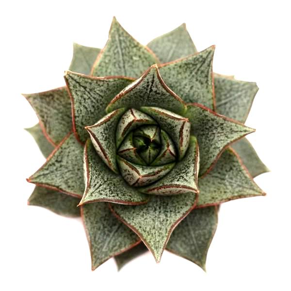succulent echeveria chinensis Buy Echeveria Chinensis Succulent Plant online at best price