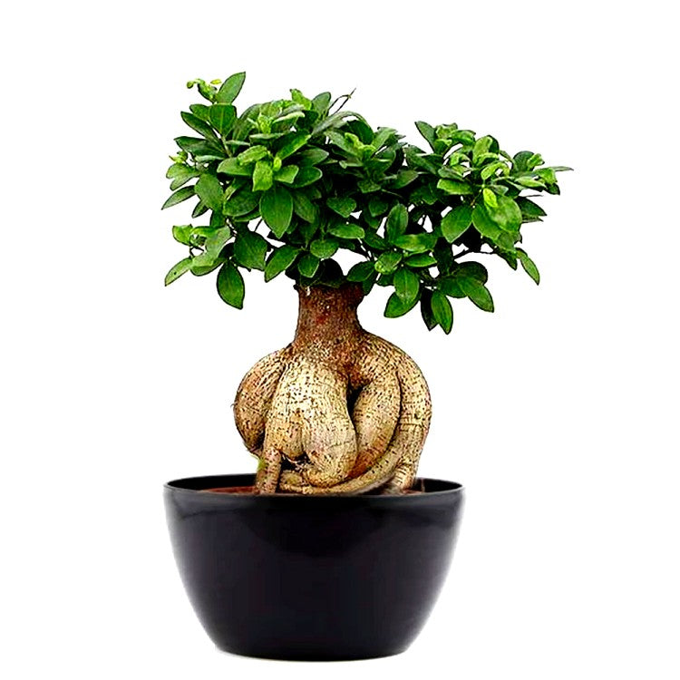 bonsai tree price in bangalore Buy Ficus bonsai (trunk weight: 1 kg) Plant online at best price