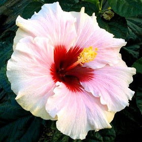 dwarf double white hibiscus potted plant Buy Hibiscus Dwarf White Mix Jumbo Plant online at best price