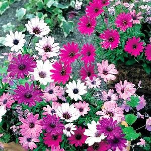 Osteospermum Daisy Mae Mixed (20 seeds) - omaxe seeds
