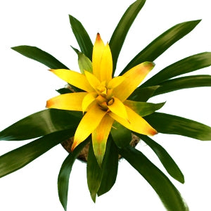 Guzmania Yellow Plant