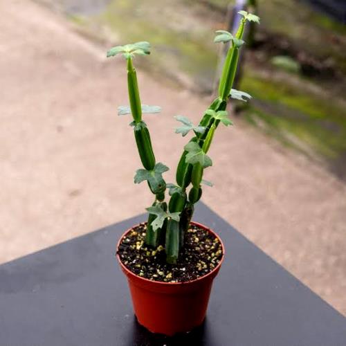 Hadjod Plant - Cissus Quadrangularis