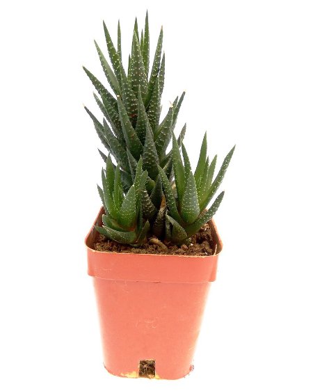 wart succulent Buy Haworthia Zebra Wart Succulent Plant online at best price