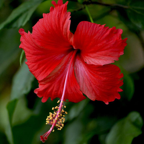 red hibiscus