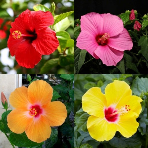 Hibiscus Plant Combo (Pack of 4 Colors)