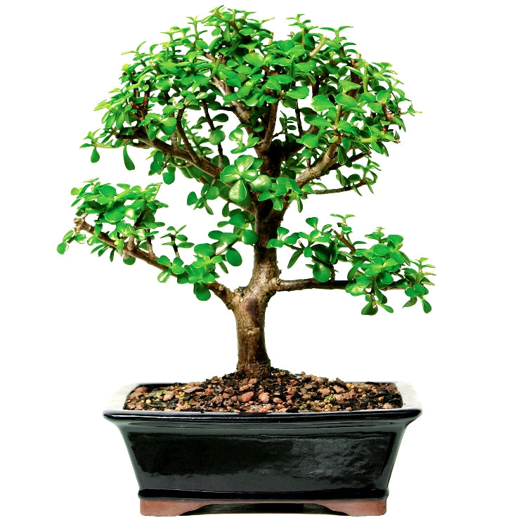 jade plant cost in india Buy Jade Plant Bonsai