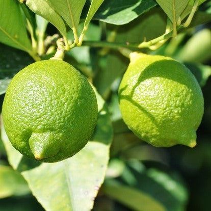 Nimboo Kagazi Plant (Grafted) - Lemon Plant