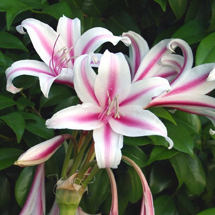 Milk & Wine Lily Plant