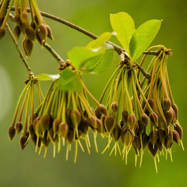 Madhuca longifoli, Mahua - Seeds (1Kg)