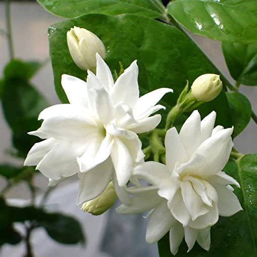Mogra Star Plant in 5 Inch Pot | Annual Flower Indoor/Outdoor Plant