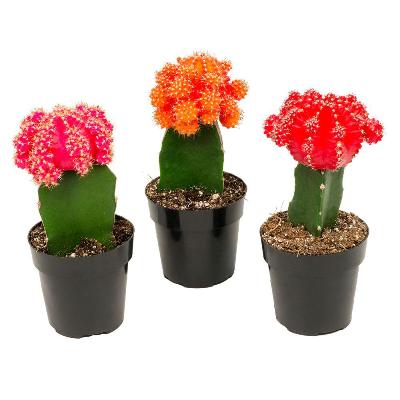 Moon Cactus - Pack of 3 Colors (Red, Pink, Yellow)