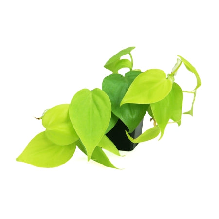 philodendron golden heart Buy Philodendron Heart Leaf Golden Plant online at best price